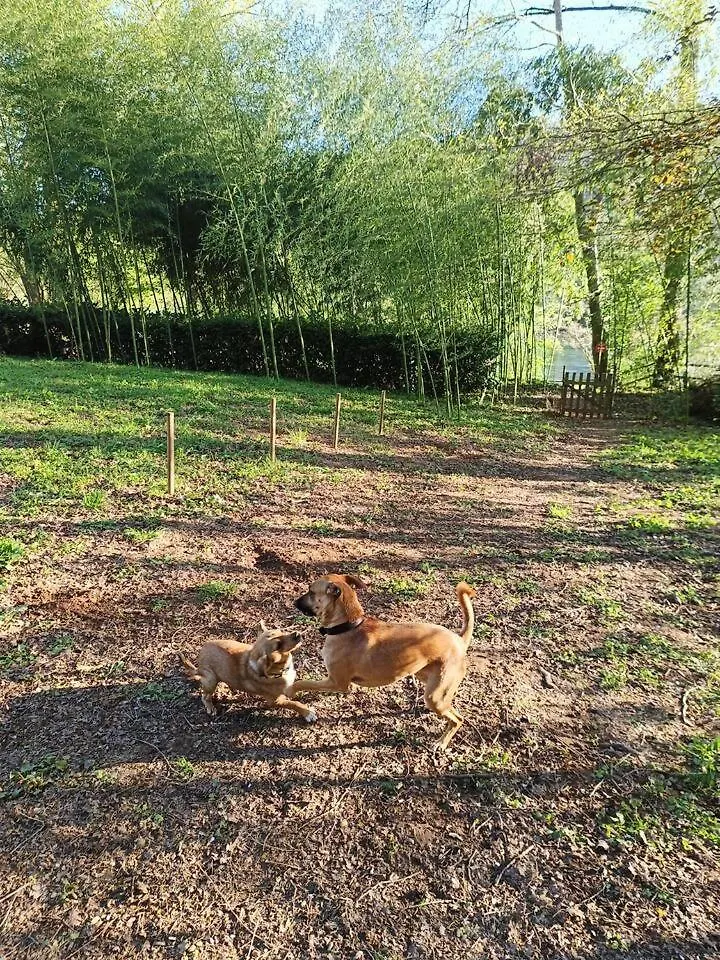 Entre Riviere & Bambous - Vue Riviere - Parc Arbore - Petfriendly Saint-Juery  Holiday home